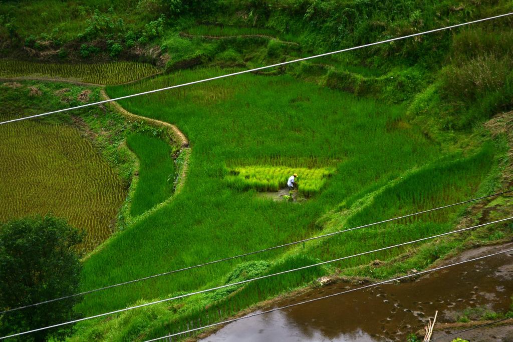 Banaue Greenfields Inn Ngoại thất bức ảnh